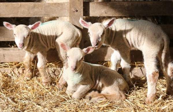 Coombes Farm lambing