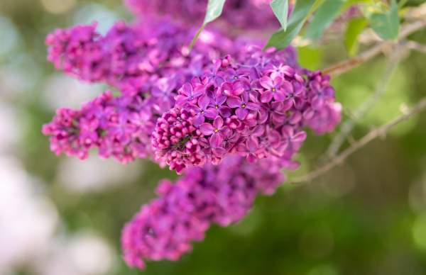 lilacs
