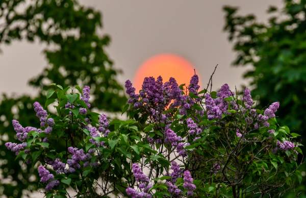 sunset & flowers
