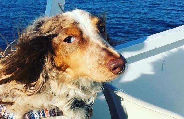 Things to Know Before Bringing Your Dog to Mackinac Island