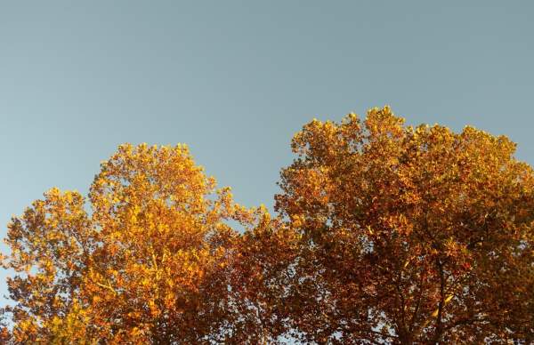 Tosa Fall Foliage: Coming Soon 🍂