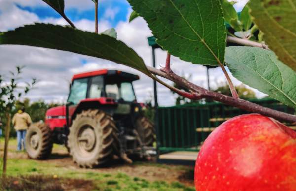 Apple in foreground with tractor and man in tan coat in background