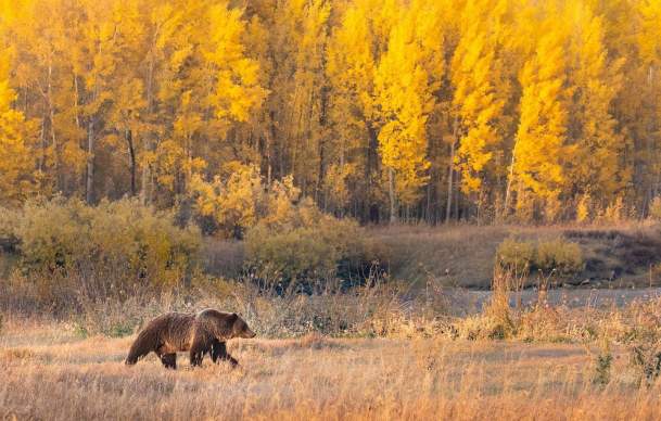 Capturing Wyoming's Fall Foliage on a Scenic Drive