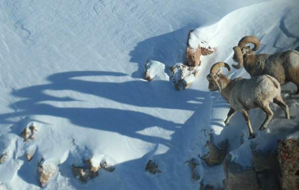Where to Spot Winter Wildlife in Wyoming