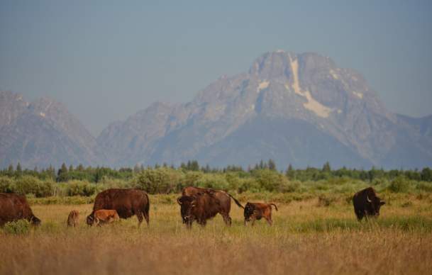 Wyoming Wildlife Safety Tips