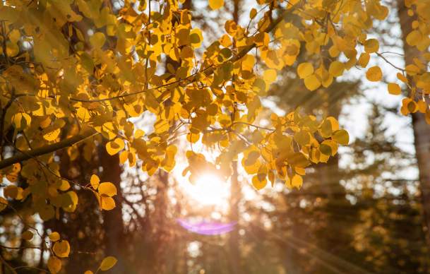 Crimson and Gold: 9 Unmissable Wyoming Locations for Fall Colors