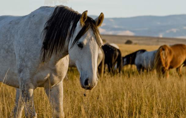 Homegrown Inspiration: How Wyoming Shapes Its Artists and Authors