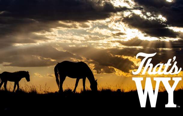 Wild Horses in Wyoming