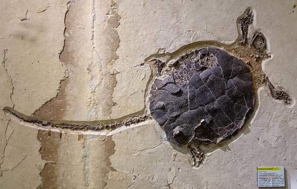 18 of the Best Places in Wyoming to Explore Fossils