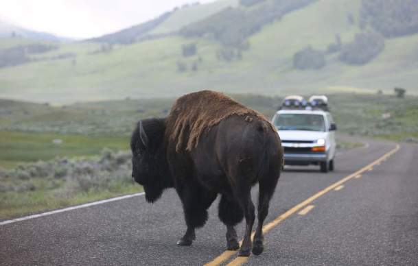 8 Ways to Experience Yellowstone this Summer