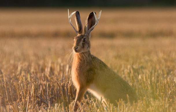 What is a Jackalope? Creature Amazes Visitors of Douglas, Wyoming
