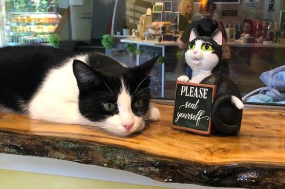 The Region Cat Cafe