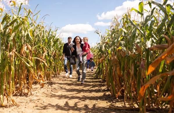 Family running through a Dexter corn maze