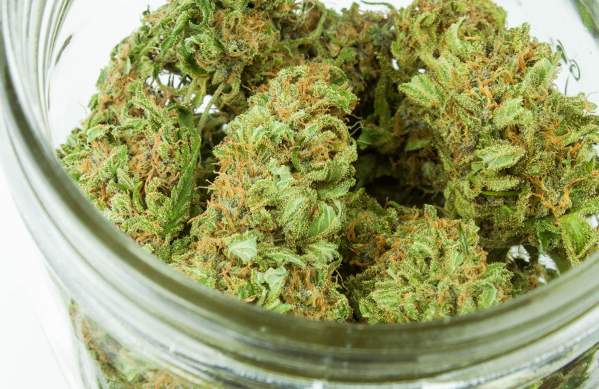 Ann Arbor Cannabis in Jar