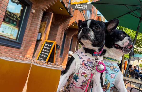 Two dogs outdoor dining at brewery