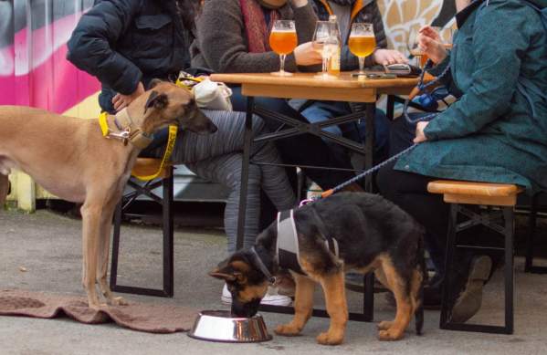 Dog-friendly pubs in Bristol for a pint with your pooch