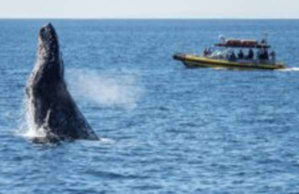 Captain Dave's Whale Watching