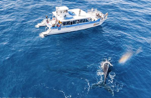 dana-wharf-whale-watching