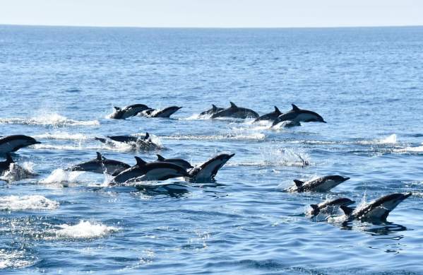 dolphin pod