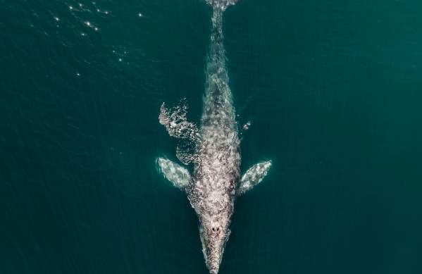 whale_on board dana wharf