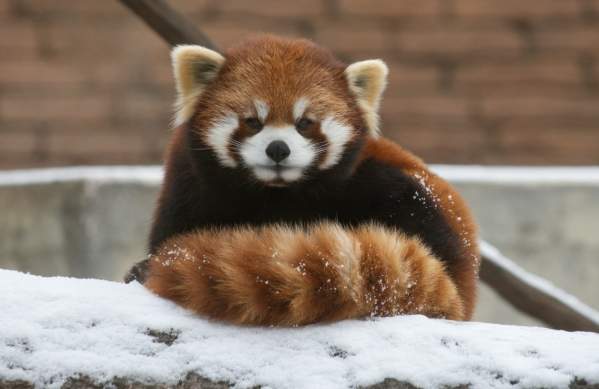 Red Panda