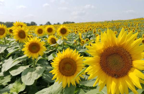 Sunflowers