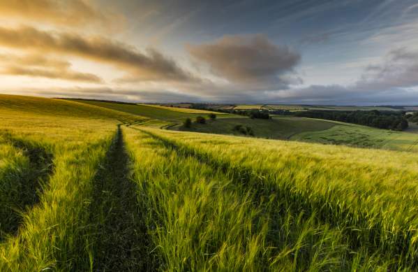 A landscape view of the rolling hills of the Lincolnshire Wolds at sunset, taken from the middle of a green field with trees on the horizon.