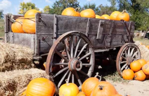 Pumpkins in a cart