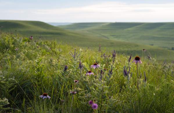 Konza Prairie