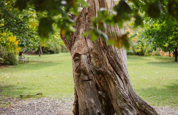 Storytelling tree in Clyne Gardens