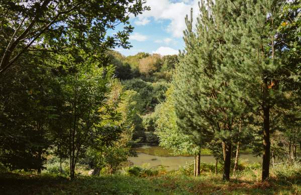 An overview shot of Penellegaer Woods