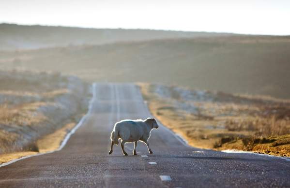 Sleep crossing a road in Gower