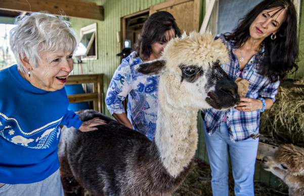 Creekwater Alpaca Farms