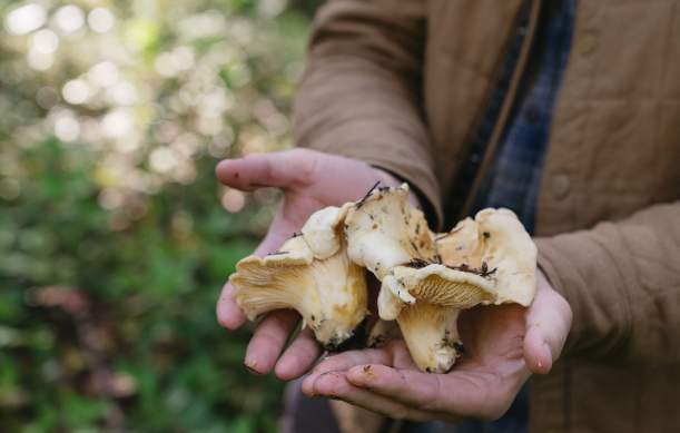 Fall Mushroom Foraging