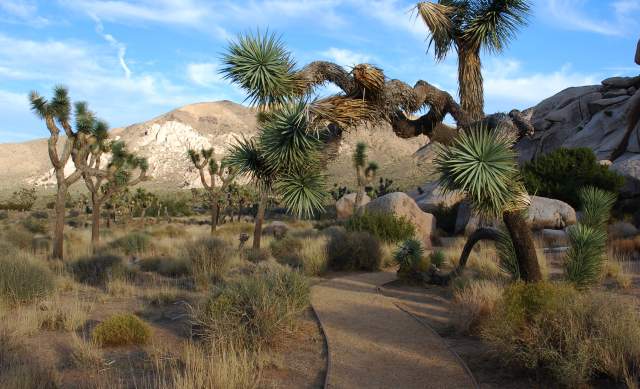 Joshua Tree National Park Cap Rock