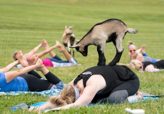 Goat Yoga At The Farm Morning Cl