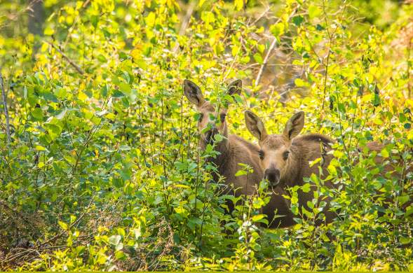 Two Moose Calves in the woods