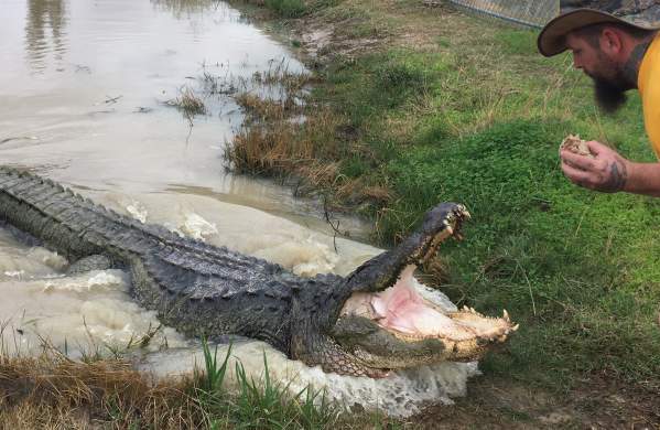 Man feeding Big Texas at Gator Country in Beaumont, TX
