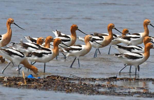 Migratory birds on Texas Gulf Coast
