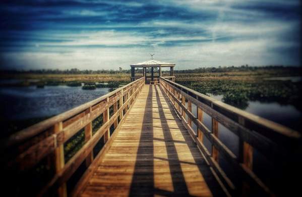 Cattail Marsh Boardwalk In Beaumont, TX