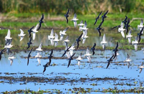 Flock of Birds on Texas Gulf Coast