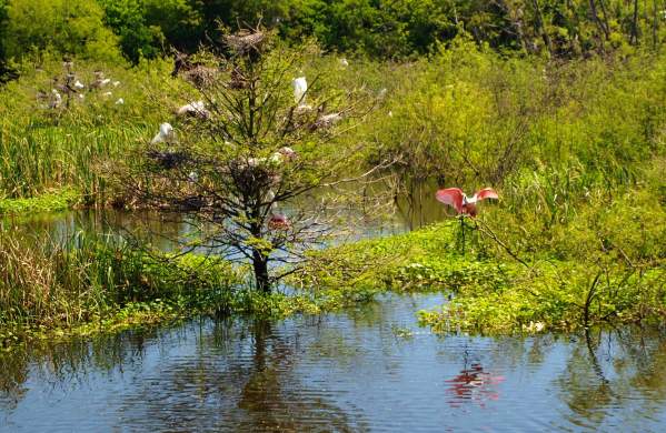 Smith Oaks Rookery in High Island near Beaumont, TX