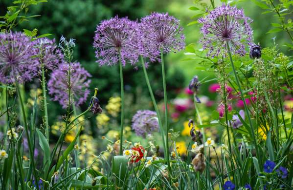 Multi-color flowers growing in a Beaumont garden