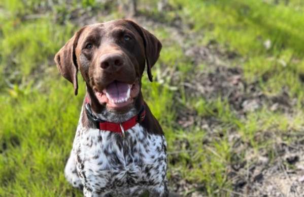 Meet the Winery Dogs of Santa Clara Valley