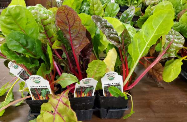 12th Annual Organic Seedlings Sale