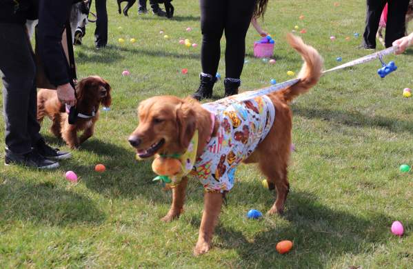 Doggie Eggstravaganza