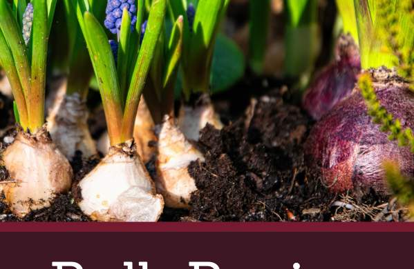 Bulb Basics