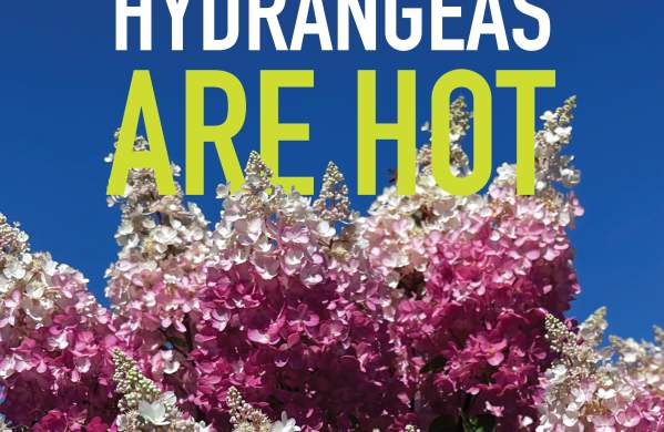 Hydrangeas Are Hot
