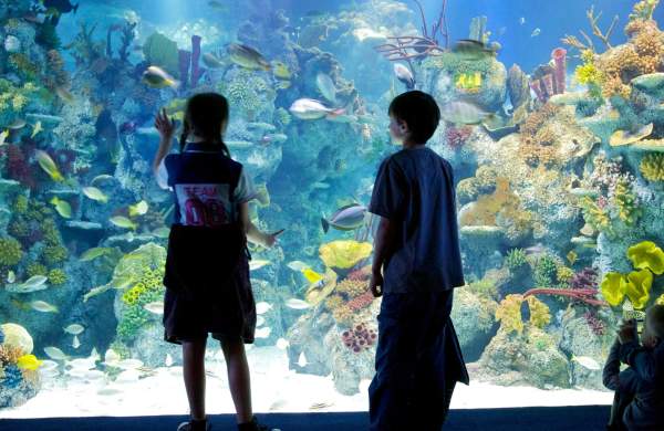 A family looking into one of the tanks at Bristol Aquarium - credit Bristol Aquarium