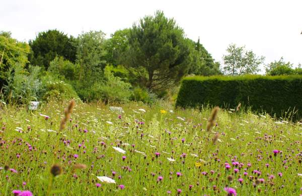 Meadow at the University of Bristol Botanic Garden, credit University of Bristol Botanic Garden